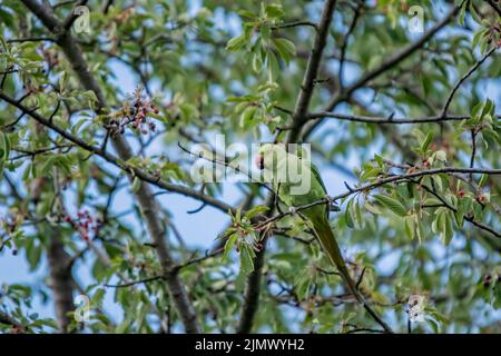 Parakeet con collo ad anello Foto Stock
