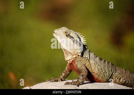 Drago d'acqua orientale (Intellagama lesueurii) nel Roma Street Parkland, Queensland, Australia Foto Stock