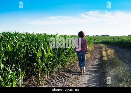 Caucasica fiducioso coltivatore di mais femminile in jeans blu cammina lungo il campo di mais con tablet pc nelle sue mani Foto Stock