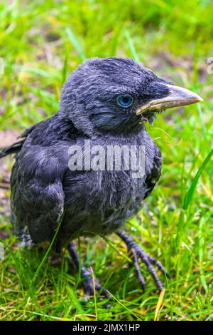 Jackdaw corvo nero con occhi blu seduti in erba verde. Foto Stock