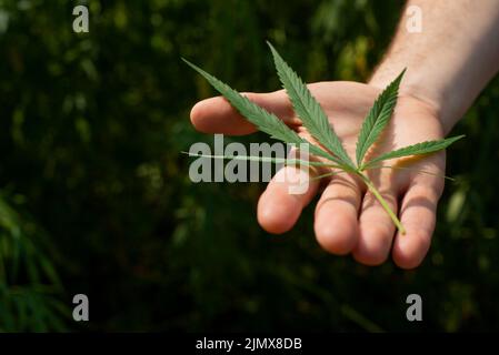 Le mani caucasiche maschili tengono le foglie di marijuana sullo sfondo dei gambi di canapa. Spazio per il testo Foto Stock