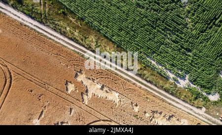 strada attraverso i campi con raccolto ucraina filmata da un drone Foto Stock