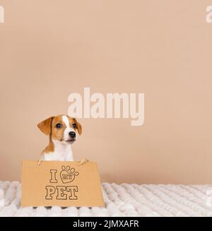 Carino beagle indossare banner Foto Stock