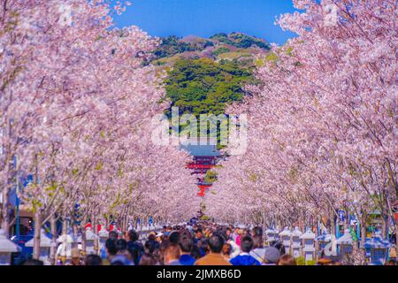 Piena fioritura del ciliegio alberato (Kamakura dell'approccio Wakamiya Oji) Foto Stock