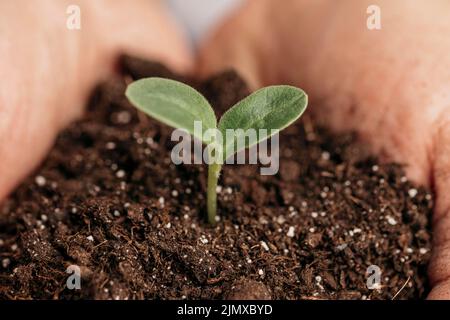 Primo piano mani maschili che tengono pianta di suolo Foto Stock
