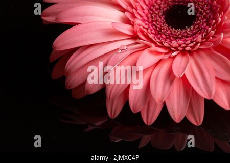 Primo piano petali gerbera tonalità rosa Foto Stock
