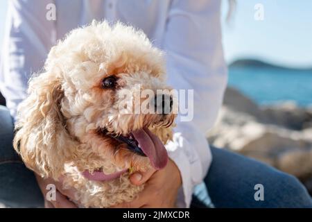 Primo piano poodle seduta del proprietario lap Foto Stock