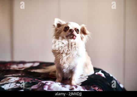 Ho fatto le regole intorno qui: Un cane adorabile seduto sul letto. Foto Stock