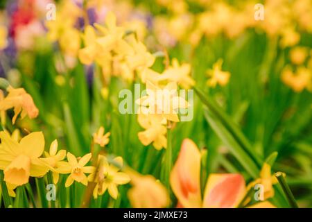 Incredibile giallo daffodils campo di fiori mattina luce del sole Foto Stock