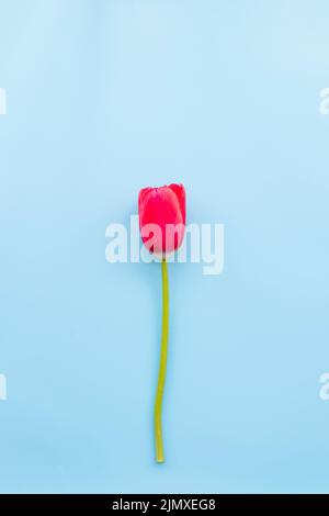 Tulipano rosso brillante con gambo tagliato Foto Stock