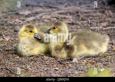 Due oche del Canada del bambino, branta canadensis, o goggings che riposano sul terreno Foto Stock