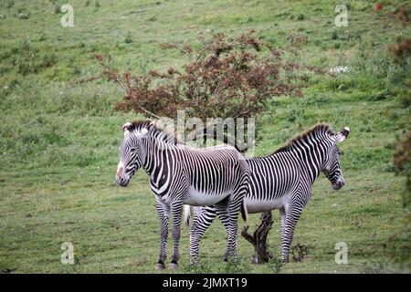 Zebra di un paio di Grevy in piedi indietro Foto Stock