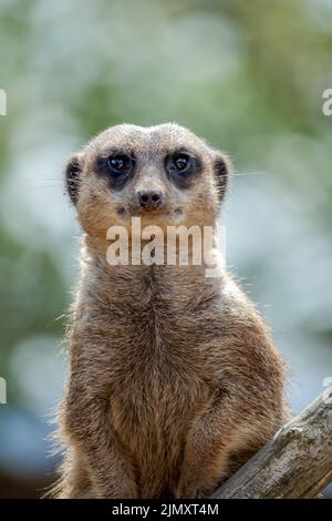 Meerkat o Suricate che agiscono come una zentera Foto Stock