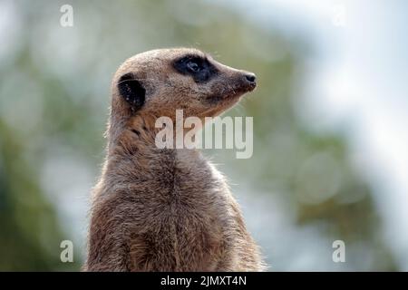 Meerkat o Suricate che agiscono come una zentera Foto Stock