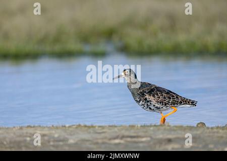 Un maschio Ruff in corteggiamento precipitare alla costa del Mare del Nord / Philomachus pugnax Foto Stock