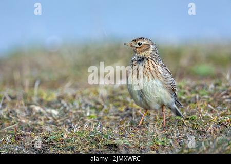 Il bel canto dello Skylark eurasiatico può già essere ascoltato nel mese di marzo Foto Stock