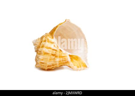 Immagine di rapana di conchiglia su sfondo bianco. Animali sottomarini. Conchiglie marine. Foto Stock