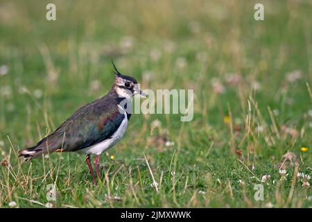 Northern Lapwing depone da 3 a 4 uova in una scrapa macinata Foto Stock