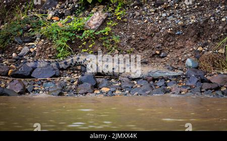 Un grande coccodrillo americano, Crocodylus acutus, si trova su una superficie rocciosa accanto al canale di Panama, Repubblica di Panama, America Centrale. Foto Stock