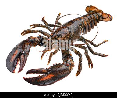 Aragosta fresca e cruda isolata su sfondo bianco Foto Stock