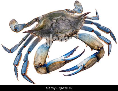 Granchio blu isolato su sfondo bianco, profondità di campo piena Foto Stock