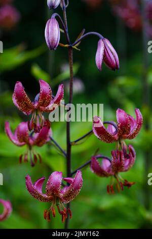 Giglio martagono fiorito (Lilium martagon) con numerosi fiori Foto Stock