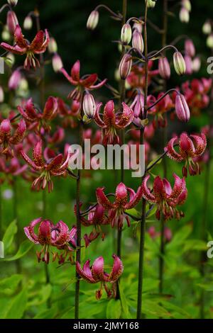 Giglio martagona fiorito abbondantemente (martagona lilium) Foto Stock