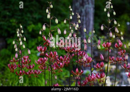 Giglio martagona fiorito abbondantemente (martagona lilium) Foto Stock