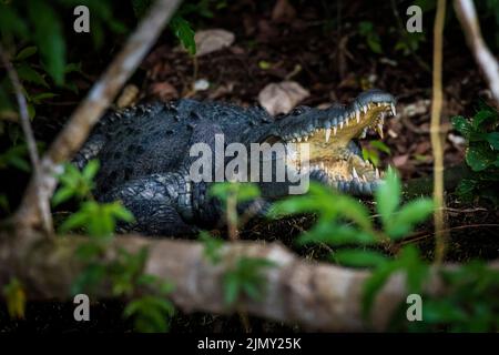 Un grande coccodrillo americano, Crocodylus acutus, che si trova nella foresta accanto a Rio Chagres, Soberania parco nazionale, Repubblica di Panama, America Centrale. Foto Stock