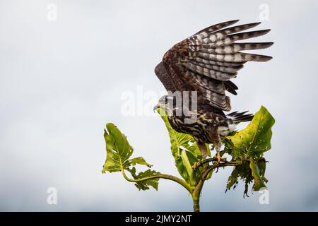 Kite di lumaca giovanile, Rostramus sociabilis, in un albero accanto al lago Gatun, Soberania parco nazionale, provincia di Colon, Repubblica di Panama, America Centrale. Foto Stock