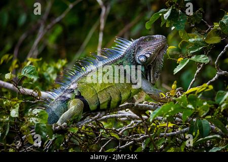 Un'iguana verde per adulti, Iguana iguana, in un albero accanto a Rio Chagres, Soberania National Park, Repubblica di Panama, America Centrale. Foto Stock