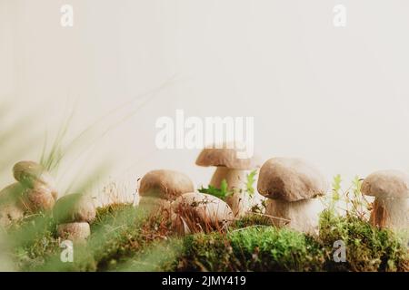 Composizione con funghi porcini marroni modificabili in muschio verde o erba isolata su sfondo beige pastello studio. Vendemmia autunnale, concetto di hobby. Porcini selvatici, cep primo piano. Spazio di copia Foto Stock