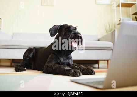 Nero schnauzer domestico che attacca la sua lingua che giace sul pavimento e che guarda il film sul portatile in piedi davanti a lui Foto Stock
