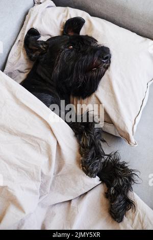 Vista ad angolo alto dello schnauzer nero che giace sul divano su cuscino sotto coperta e riposante Foto Stock