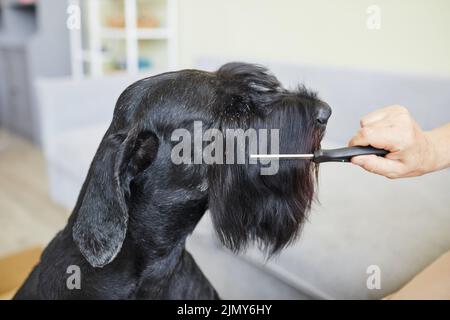 Vista ravvicinata del proprietario pettinare la museruola di scnauzer nero con spazzola, preoccupandosi della sua pelliccia Foto Stock