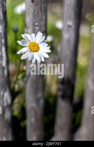 primo piano di una margherita bianca che cresce attraverso recinzione di legno Foto Stock