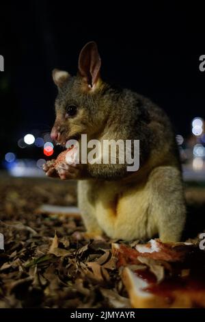 Possum (Trichosurus vulpecula) di coda di brushtail comune di sesso femminile mangiare il pane scartato e la marmellata vicino al fiume Brisbane nei giardini botanici della città Foto Stock