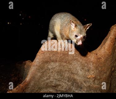 Common Brushtail Possum (Trichosurus vulpecula) alla ricerca di cibo nei Giardini Botanici di Brisbane. Questo grande maschio aveva sfregio prominente attraverso Foto Stock