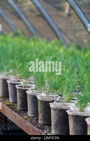 I giovani alberi di conifere crescono in piccoli vasi messi su bancone in lunghe file sotto copertura protettiva Foto Stock