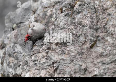 Sulla roccia, giovane wallcreeper sulle pareti di montagna (Tichodroma muraria) Foto Stock