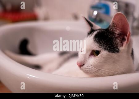 Vista ravvicinata di un gatto domestico che si trova nel lavandino bianco Foto Stock