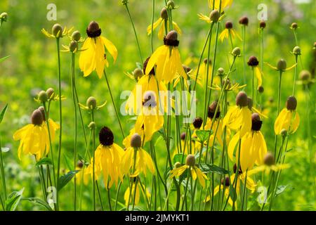 Prairie Coneflowers noto anche come: Leflower grigio, leflower grigio, cappello messicano grigio, leflower prateria pinnata, leflower giallo. Foto Stock