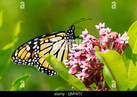 Una farfalla monarca festina sul nettare di fioriture di munghie. Foto Stock