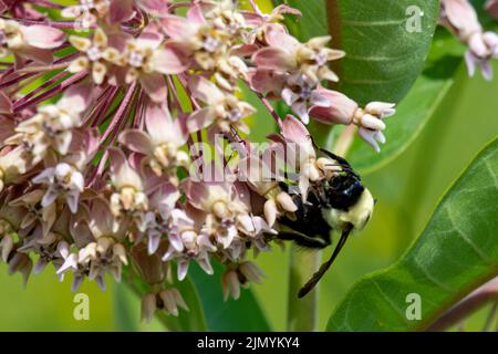 Un'ape bumble si affida ad una fioritura comune dell'erba del latte. Foto Stock