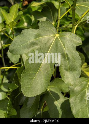 Closeup della foglia di lobi di similpelle commestibile di Ficus carica 'tacchino marrone' comunemente noto come un fico - crescere in un giardino britannico. Foto Stock