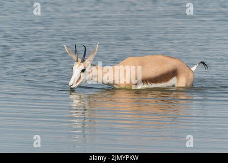 Springbok, Antidorcas marsupialis, singolo animale che guado e sciacquare acqua in un waterhole al Parco Nazionale Etosha , Namibia, 13 luglio 2022 Foto Stock