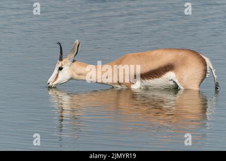 Springbok, Antidorcas marsupialis, singolo animale che guado e sciacquare acqua in un waterhole al Parco Nazionale Etosha , Namibia, 13 luglio 2022 Foto Stock