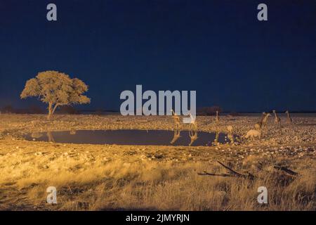 Acquedotto illuminato di notte con guraffe e rinoceronte, nel Parco Nazionale Etosha, Namibia Foto Stock