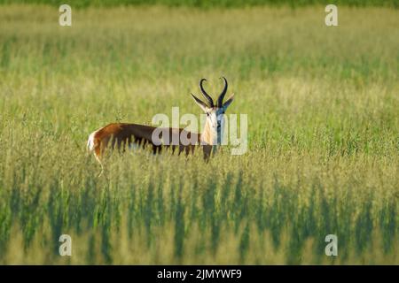 Springbok antilope (Antidorcas marsupialis) ritratto. Kalahari, Kgalagadi Transfrontier Park, Sudafrica Foto Stock