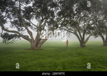 Donna che cammina nella nebbia tra gli alberi di Pohutukawa. Milford Beach Reserve, Auckland. Foto Stock